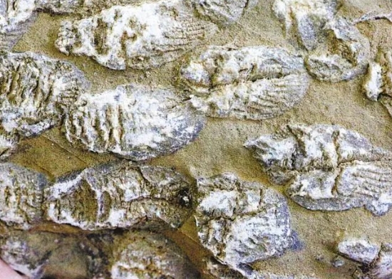 鄂西北山区发现泥盆纪珊瑚化石 实证3.5亿年前秦岭是海洋